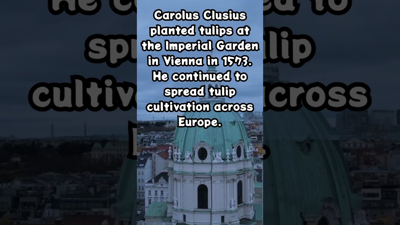 Tulip (Tulipa) - Dutch Golden Age Currency 