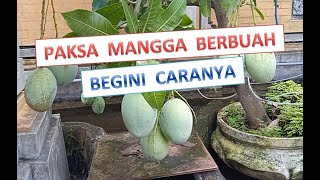 Mudah dan Gampang Meracik Perangsang Buah Mangga Supaya Bisa Berbuah