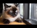 Adoptable Pet of the Week: Ampersand