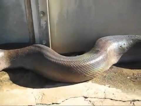 וִידֵאוֹ: הנחש הגדול ביותר על פני כדור הארץ. אנקונדה