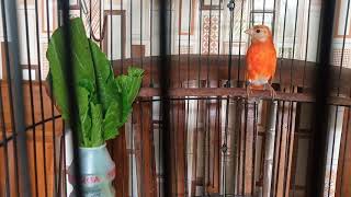 Red siskin Double diluet Gacor suara bagus