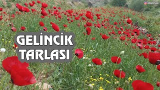 Gelincik Tarlası; Baharda Gelincikler, Dinlendirici Müzik, Kuş Sesleri Ve Gelincik Çiçeği