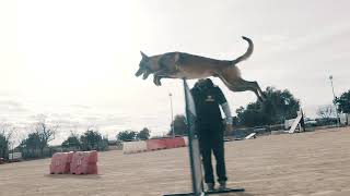 Malinois saltando  Entrenamiento Mondioring