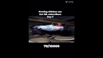 Proving chicken can get 10k subscribers Day 3 #shorts