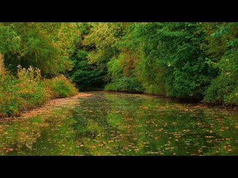 1 Hour of Green Nature Calm | Peaceful Views & Relaxing Music from ...