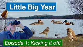 Little Big Year, Episode 1  How many birds can I find on my home patch in Eastern Massachusetts?