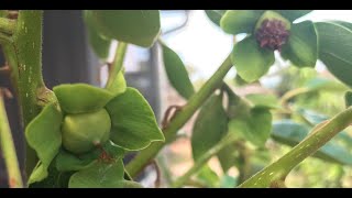Fuyu Persimmon Fruits And Flowers