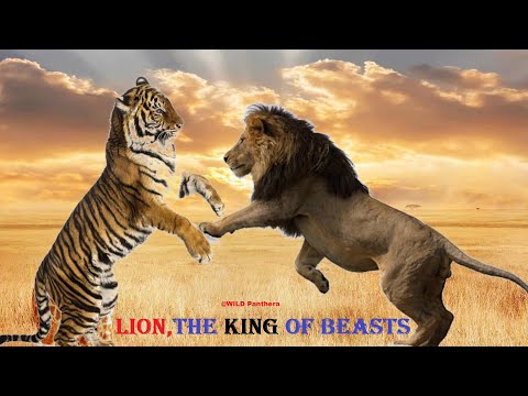 Video: Why is the lion the king of beasts?