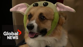 The power of the bark side: Corgis celebrate Star Wars in-costume at Moscow exhibition by Global News 567 views 4 hours ago 1 minute, 41 seconds