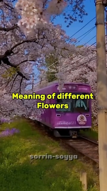 Meaning of 🌷🌻💐🪻#aesthetic #shorts #pyfツ #treand #subscribe #reels # ...