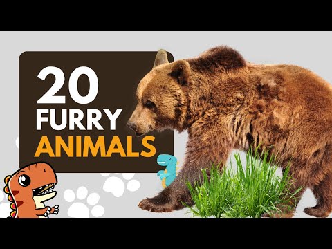 20 Furry Animals In The World For Kids To Learn Educational Video 
