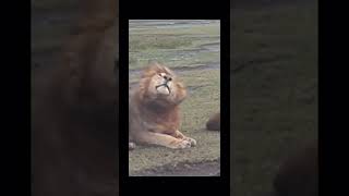 Messi Shaking His Head