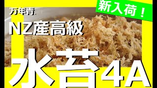 【NZ産最高級水苔入荷しました！】4A,3Aニュージーランド産の上質な水苔が入荷しました。　【万年青の豊明園】Rohdea japonica  omoto