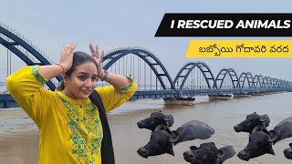 Rescued Animals in Godavari Floods Today || గోదావరి