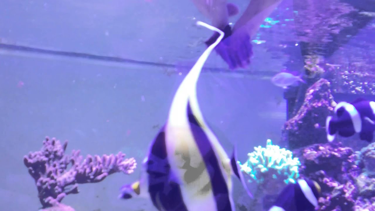 Michmo Reef, hand feeding Odonus niger Zanclus Cornutus