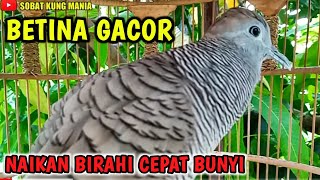 Perkutut betina gacor MEMANGGIL JANTAN Birahi MINTA KAWIN