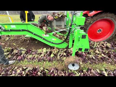 Scava ortaggi AMERICA raccolta radicchio