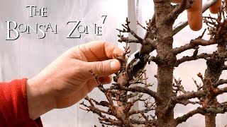 Pruning My Larch Bonsai Forest, Part 2, The Bonsai Zone, Mar 2020