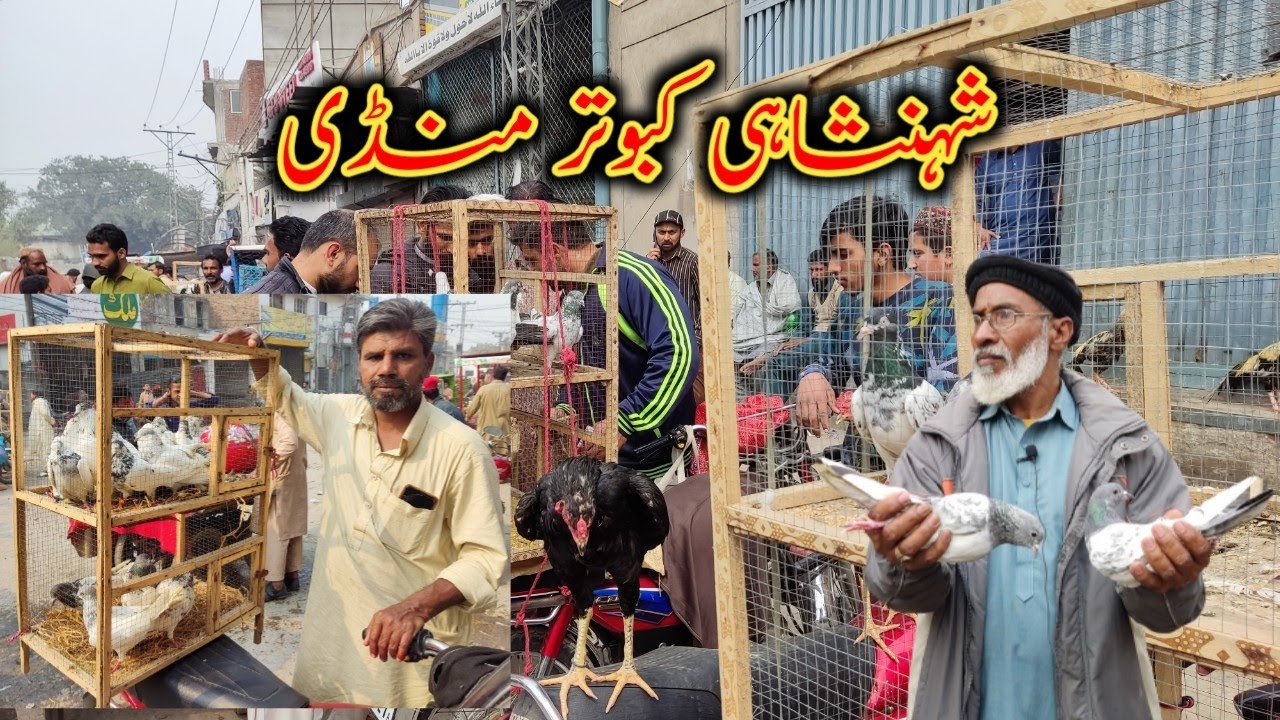 Larri Adda Kabootar Mandi Larri Adda 😳😜🙄 - YouTube