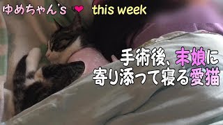 手術後に辛くて末娘にピッタリくっついて寝る愛猫の様子 手術後に辛くて末娘にピッタリくっついて寝る愛猫の様子