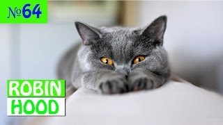 ПРИКОЛЫ 2017 с животными. Смешные Коты, Собаки, Попугаи // Funny Dogs Cats Compilation. Март №64 ПРИКОЛЫ 2017 с животными. Смешные Коты, Собаки, Попугаи // Funny Dogs Cats Compilation. Март №64