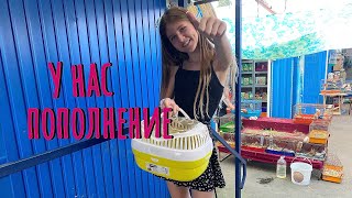 видео: ВЛОГ: Кидайте тапки. У нас пополнение. Купили Марту друга. картинка: ВЛОГ: Кидайте тапки. У нас пополнение. Купили Марту друга.