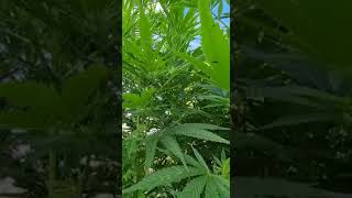 reminder off 2021 and the monster plants 👀🤪😝😊🌱