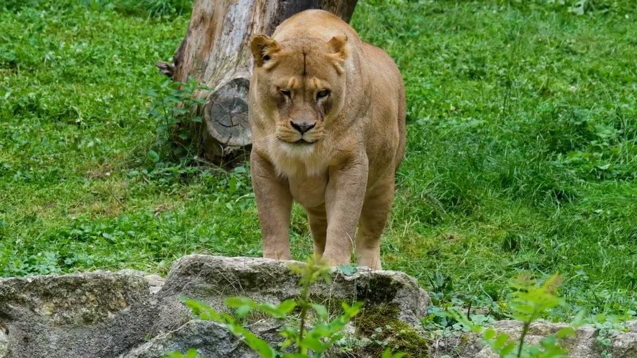 Video Footage of Lioness
