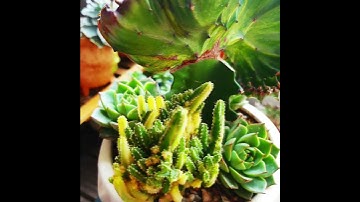 Sen đá mix Xương rồng #senđá #succulent #xươngrồng #cactus