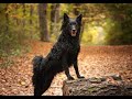 🐕Croatian Sheepdog🐕 の動画、YouTube動画。