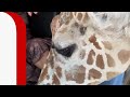 BANANEN-SCHUHE locken Giraffen: Kurioser Vorfall im Safari-Bus