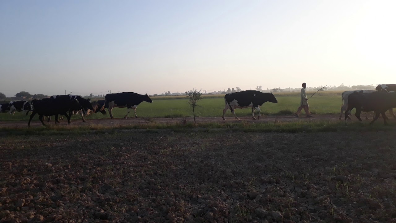 Dairy cattle grazing in open fields.