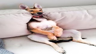 Funny clips of crazy dogs around the world 😂😂 video 2019 by animal world 161 views 5 years ago 3 minutes, 33 seconds