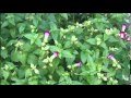 あの娘が泣いてる波止場(軽音楽)三橋美智也