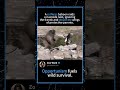 A ruthless baboon raids a riverside nest, ignoring the frantic and desperate wings of protective
