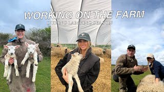 WORKING ON THE FARM | Lambing season | Teaching Jessie to drive | WILL JESSIE BIRTH A SHEEP ??