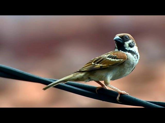 Langsung nyaut!!! Masteran Burung Gereja   super efektif bikin Burung Gereja   gacor dan ngeplong class=