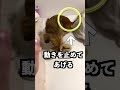 犬が狂ったように暴れ出したらすぐに止めて! #shorts