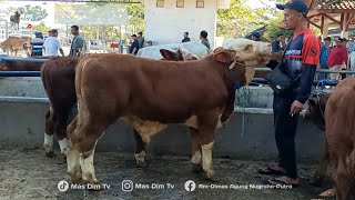 The Best in the Market!! 5-Month-Old Male Simmental Calf, Future 1-Tonner from Riza Andi Farm!!
