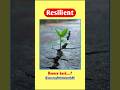 Resilient Meaning in Hindi | Word of The Day | Don’t Give Up ❌ Use This Word!