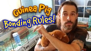 Guinea Pig Bonding Rules!