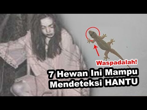 Waspadalah!!! 7 Hewan Ini Mampu Mendeteksi Hantu Disekitar Kamu