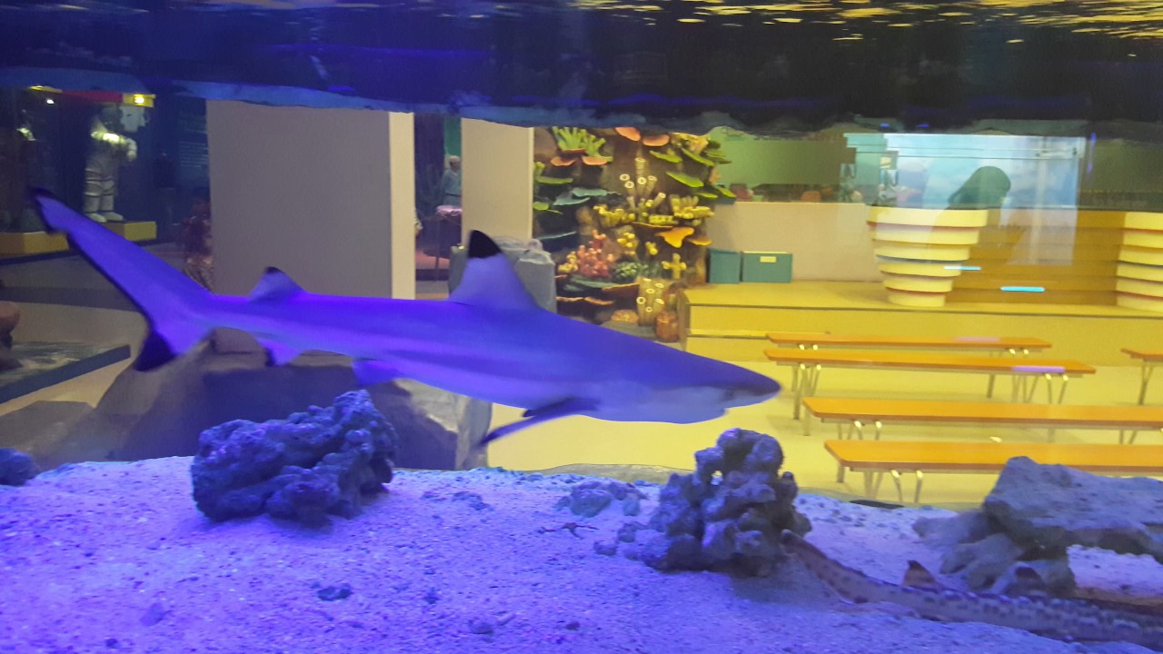 Aquarium Ikan Hiu Di Trans Studio Bandung YouTube