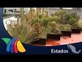 Techos verdes con jardines en macetas | Noticias de Chihuahua