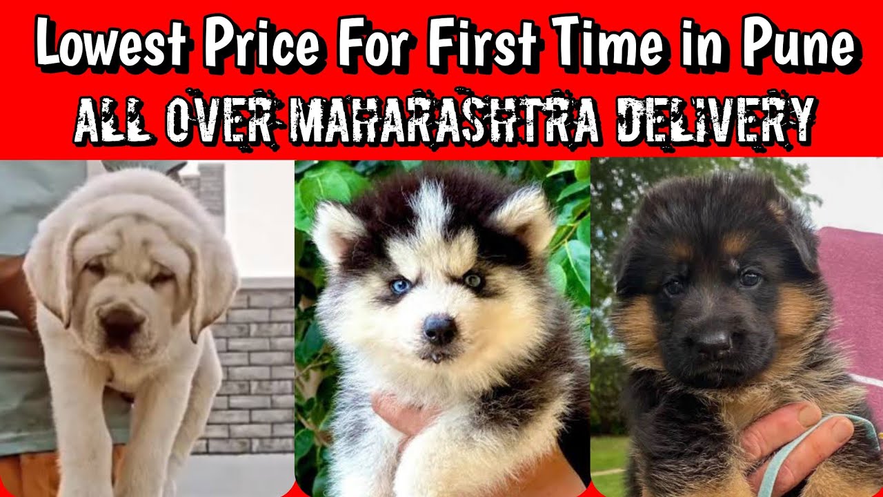 पहली बार Pune में इतने सस्ते Puppies। All Over Maharashtra Delivery ✅