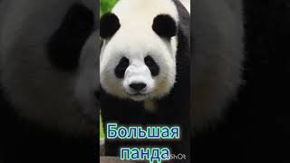Исчезающие виды животных