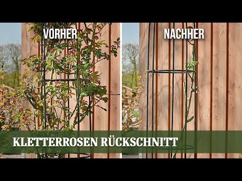 Video: Kletterroser - hagedekorasjon