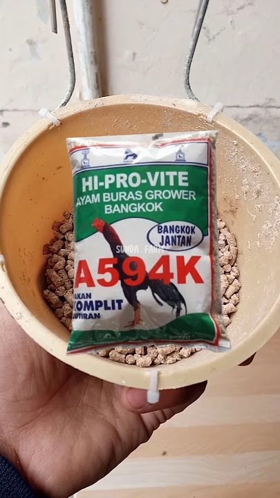 Keunggulan Pur 594 #ayambangkokindonesia  #sundafarm