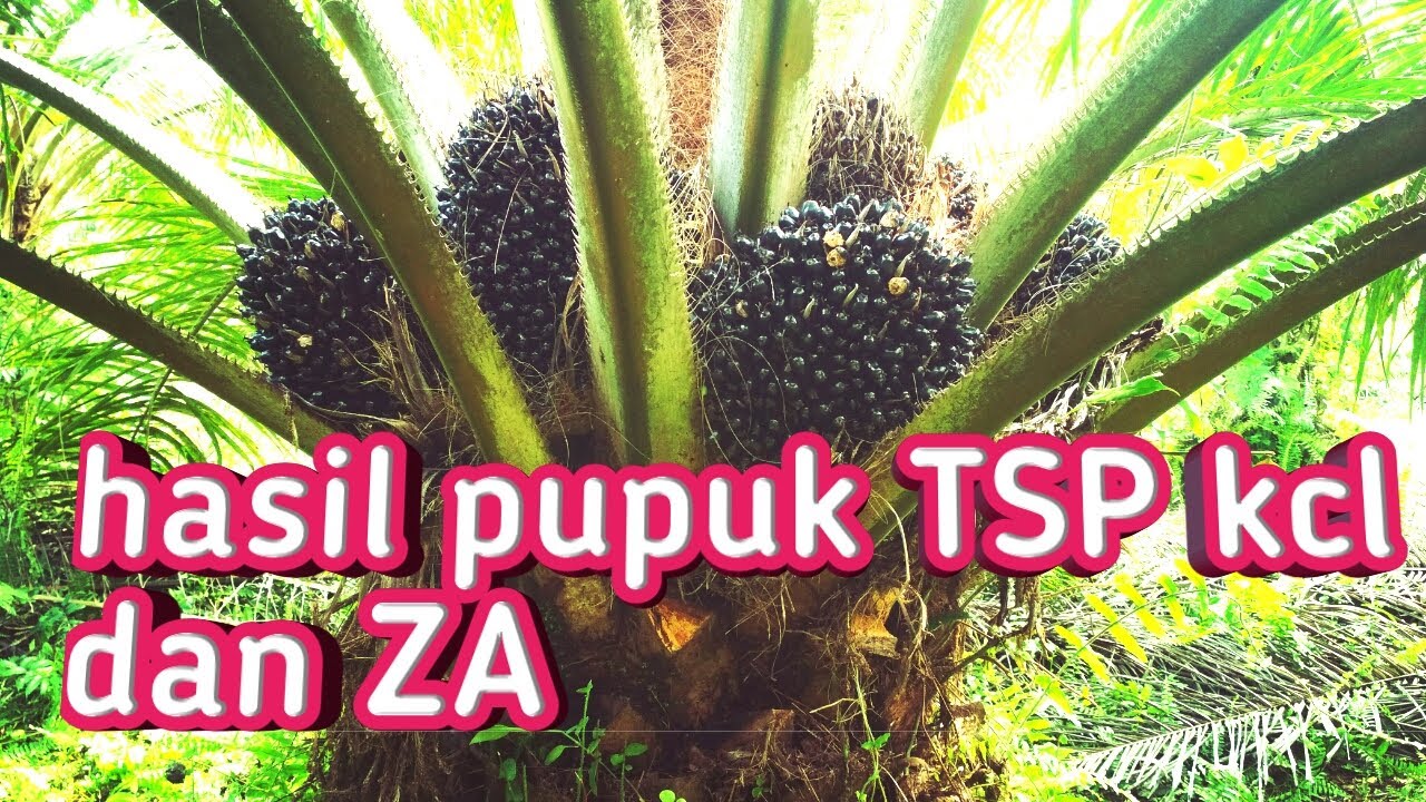 Pupuk TSP#pupuk kcl# pupuk TSP kcl dan pupuk za,