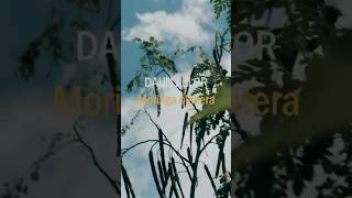 POHON AJAIB MORINGA OLIFEIRA "KELOR" #shorts #shortvideo #fyp